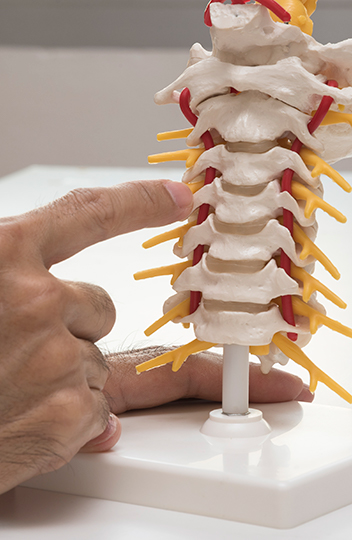 spine-explained-2